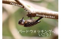 暑さに負けず…何かいいことあるかも! 探鳥会 暑さに負けず…何かいいことあるかも! 探鳥会