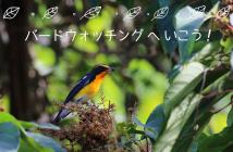 鳥に秋を感じよう! 探鳥会 鳥に秋を感じよう! 探鳥会