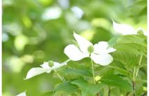摩耶の森5 摩耶の森5