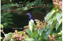 wbsjhyogo20180909shinrin wbsjhyogo20180909shinrin