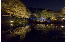 夜の紅葉散策 夜の紅葉散策