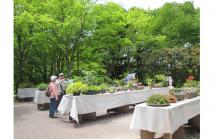 初夏の高山植物展 初夏の高山植物展