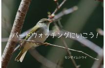 夏鳥たちとの再会 探鳥会 夏鳥たちとの再会 探鳥会