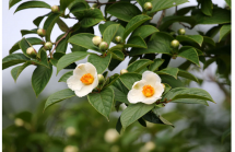 無題の画像12 無題の画像12