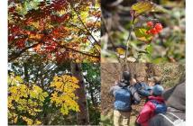 紅葉1 紅葉1