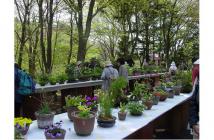 初夏の高山植物展2020.03 初夏の高山植物展2020.03