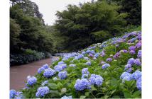 9_あじさい坂_2 2021.4 9_あじさい坂_2 2021.4