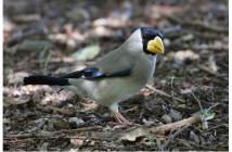 5,探鳥会2021.9 5,探鳥会2021.9