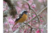 2.探鳥会2023.1 2.探鳥会2023.1