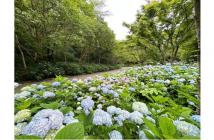 1植物園のあじさい散策2025.5 1植物園のあじさい散策2025.5
