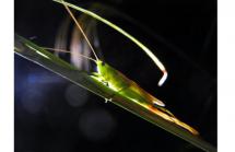 3鳴く虫を聞く夕べ2025.7
