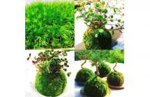 4苔玉を作ろう2025.7