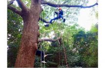 3ツリー報告2025.10