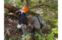 慎重に倒木処理作業中2025.12 慎重に倒木処理作業中2025.12