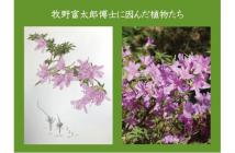 1.牧野博士に因んだ植物たちin森林植物園2025.12