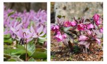 カタクリ-ヘレボルス-チベタヌス-s