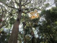 3ツリーイング紹介-s