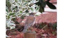 3.おやこバード-s 3.おやこバード-s