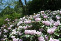 1.植物園の新緑・つつじ・しゃくなげ散策-s 1.植物園の新緑・つつじ・しゃくなげ散策-s