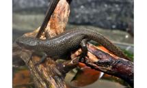 7.新いきもの好き集まれ 神戸の希少種を守ろう1アカハライモリF15 (6)-s 7.新いきもの好き集まれ 神戸の希少種を守ろう1アカハライモリF15 (6)-s