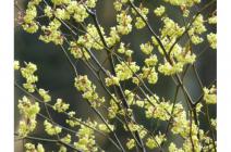 6.新いきもの好き集まれ クロモジアロマ-s 6.新いきもの好き集まれ クロモジアロマ-s