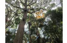 3ツリーイング紹介-s 3ツリーイング紹介-s