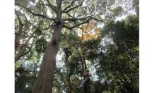 3ツリーイング紹介-s 3ツリーイング紹介-s