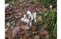 6月定例観察会-s 6月定例観察会-s