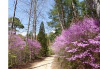 １.森林ガイドツアー-s