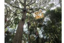 3ツリーイング紹介-s