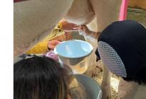 牛乳の日　搾乳体験-s