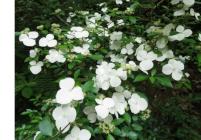 5.森林あじさい講習会-s 5.森林あじさい講習会-s