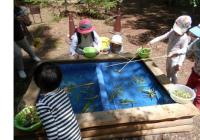 13.春の草木と遊ぼう-s 13.春の草木と遊ぼう-s