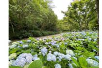 1植物園のあじさい散策-s