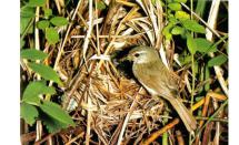 8森林植物園の野鳥と鳥の巣展-s 8森林植物園の野鳥と鳥の巣展-s